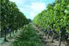 Free shipping! Chateau Dibano Dry Red Wine from Fronsac, France, 750ml, 2018, 14%vol details Picture